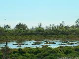 Parco della Camargue Immagine 095